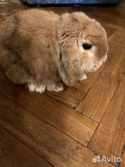 Декоративный кролик с вольером, переноской