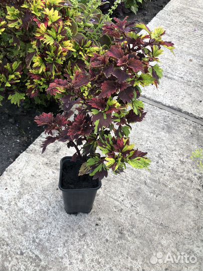 Колеусы сортовые