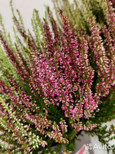 Каллуна вереск, комнатные цветы