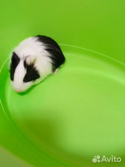 Морская свинка