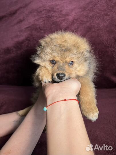 Щенки шпица мини