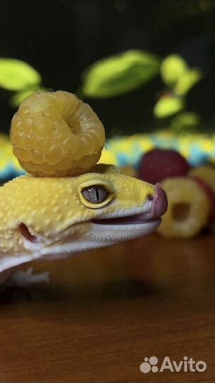 Геккон эублефар