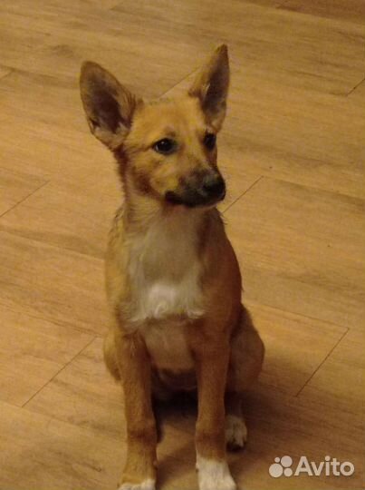 Щенок маленькая собака бесплатно