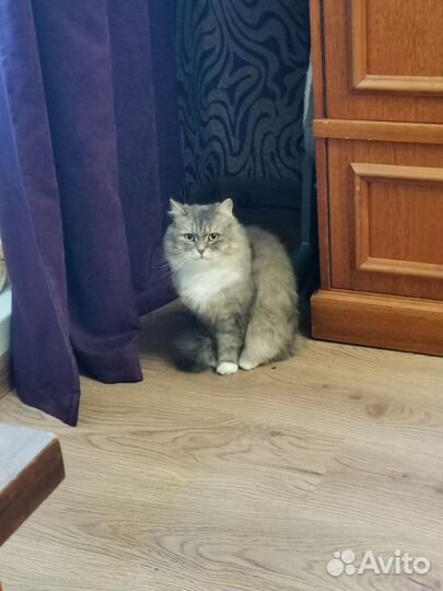 Кошки в добрые руки