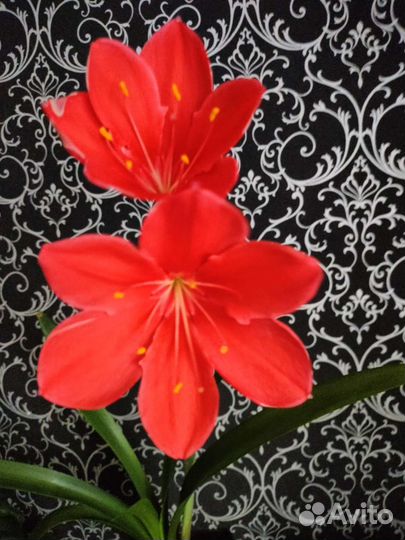 Спатифиллум,циртантус, мужское счастье