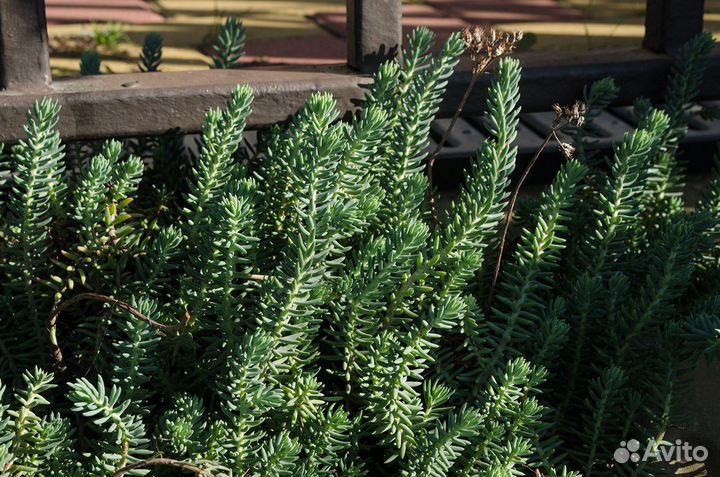 Суккулент Очиток отогнутый, морозостойкий, семена