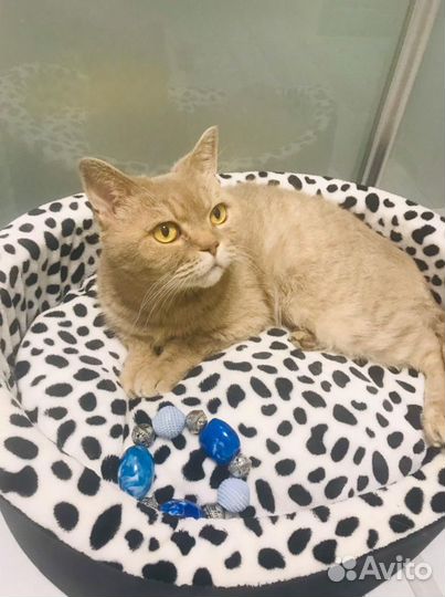 Кошка Капочка