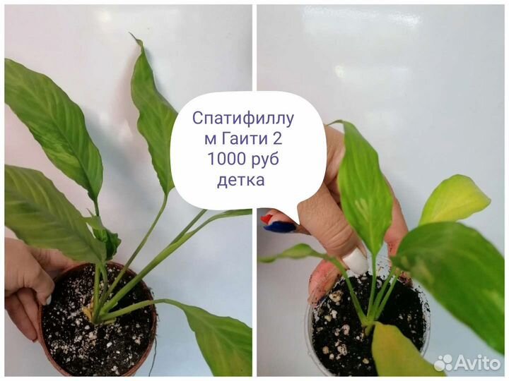 Спатифиллум