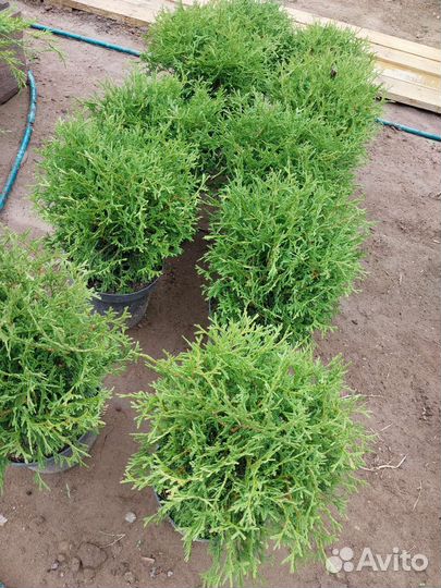 Редкие растения для сада