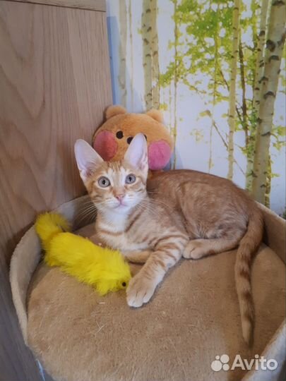 Кот в добрые руки