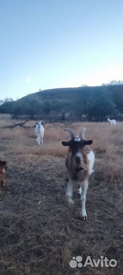 Продам козу, обмен на козла