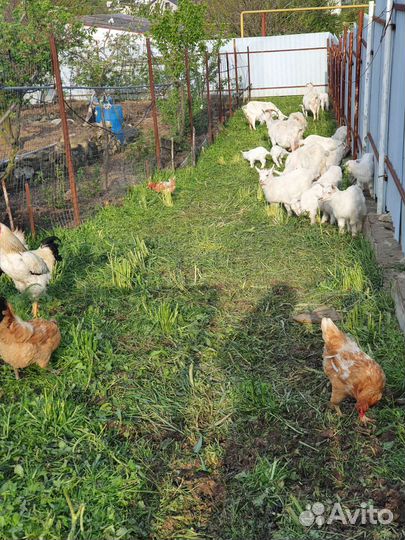 Зааненские козы дойные