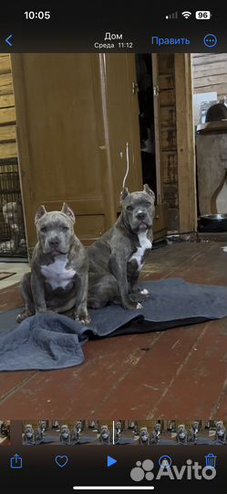 Американский булли стандарт щенки