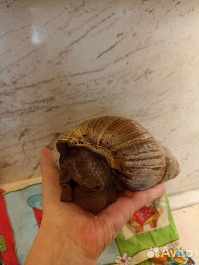 Улитка ахитин Бесплатно