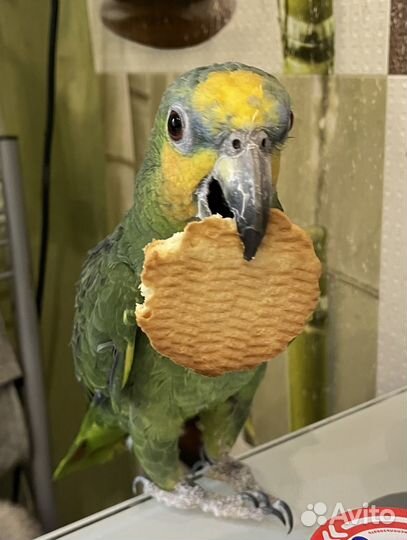 Попугай крупный амазон