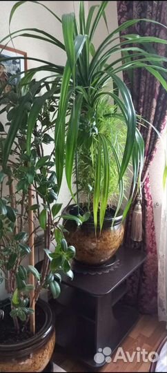 Комнатные цветы