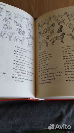 Иллюстрированный словарь