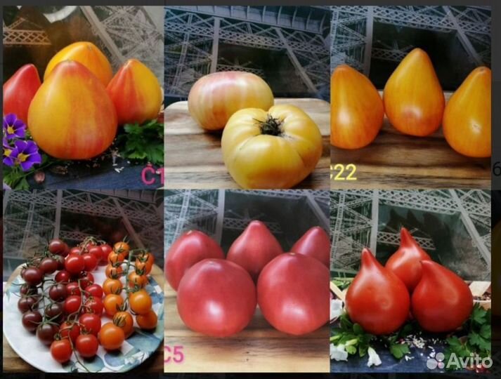Помидор редкие сорта, рассада