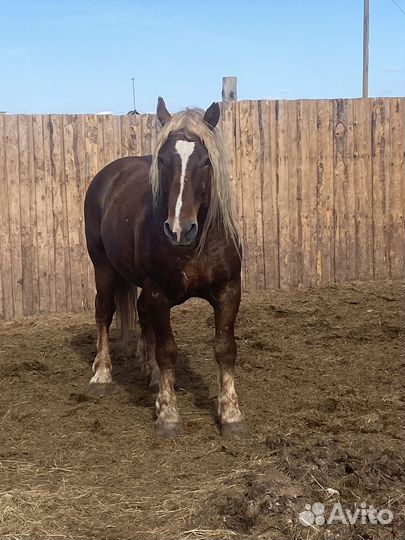 Жеребец тяжеловоз советский