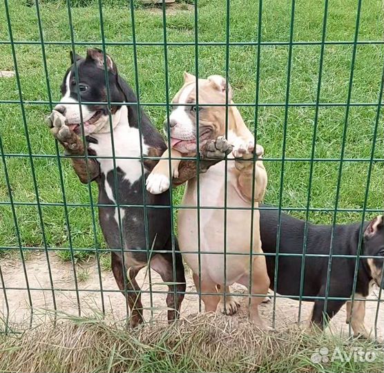 Американский булли