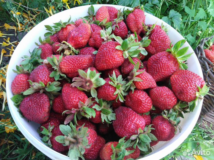 Клубника рассада