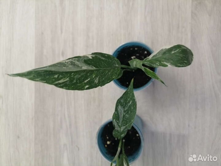 Спатифиллум домино