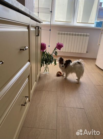 Папийон вязка