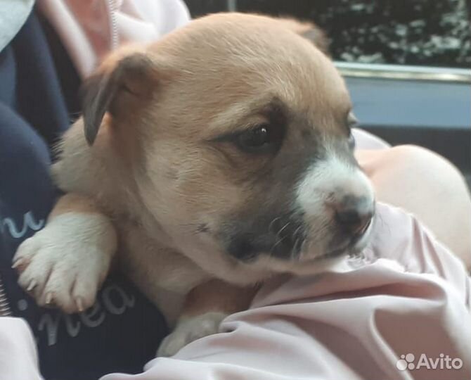 Щенки в добрые руки