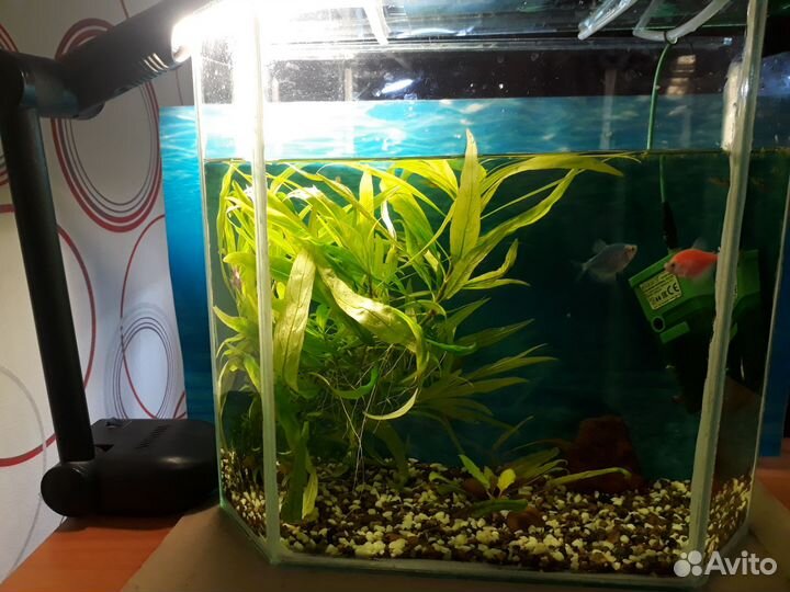 Аквариум с рыбками. 25литров