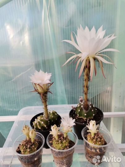 Кактусы и суккуленты