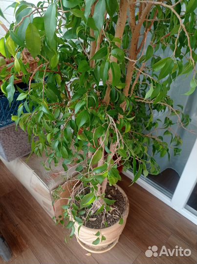 Фикус бенджамина большой 190 см