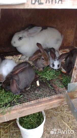 Цеплят,яйцо инкубационное и на еду, кролики