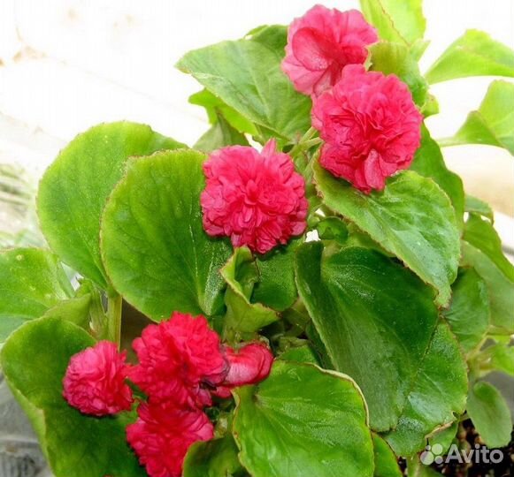Бегония вечноцветущая махровая