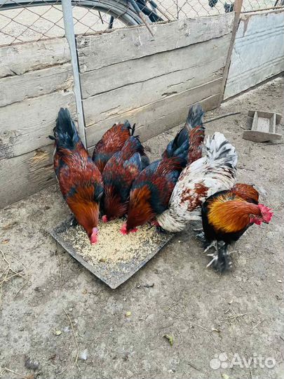 Молодые петухи 9 месяцев