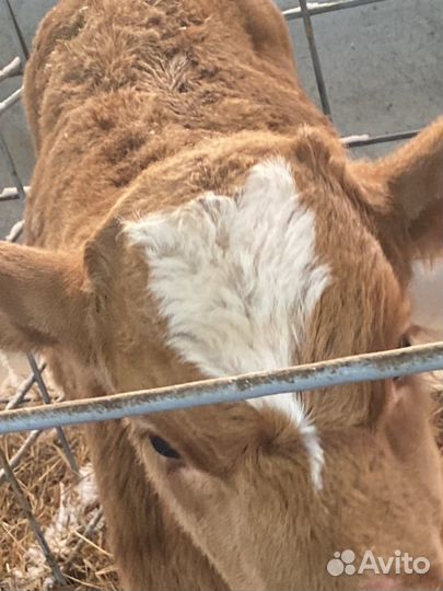 Телята Бычки сименталы