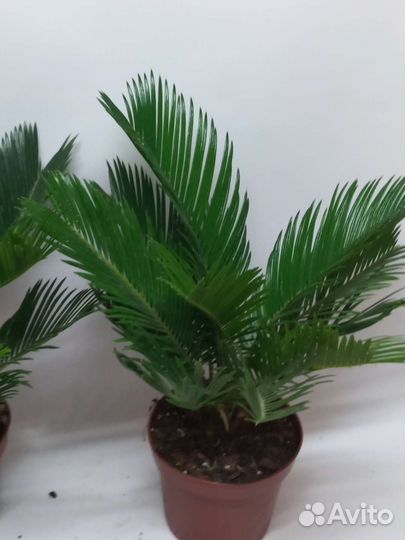 Цикас революта