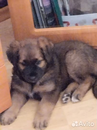 Щенки.щенок.собака в дом квартиру на охрану