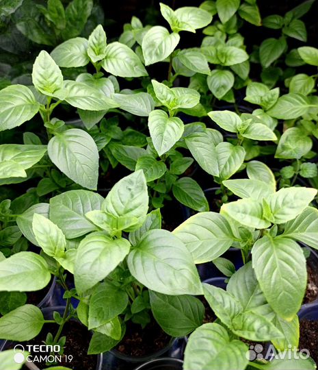 Кипрский многолетний базилик