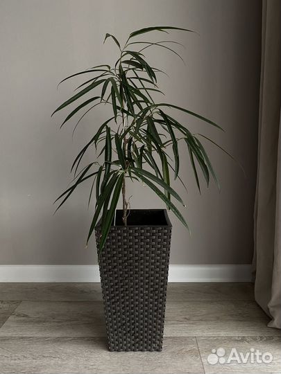 Фикус Али (Биннендийка)