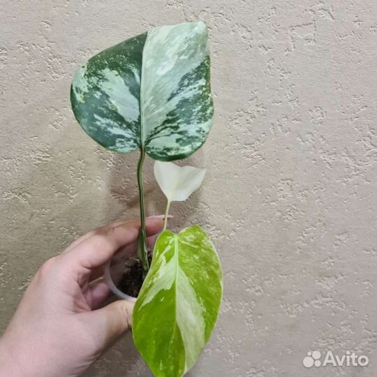 Монстера вариегатная альба