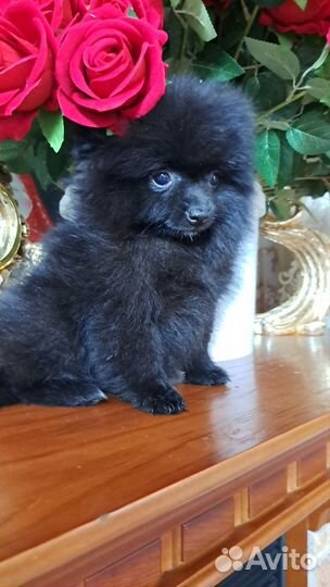 Щенки шпица