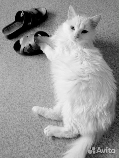 Леончик ищет дом