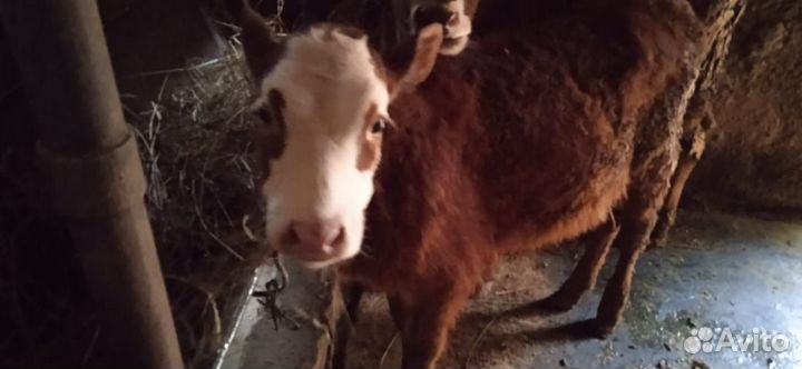 Корова стельная дойная