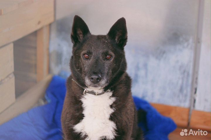 Собака Ялта