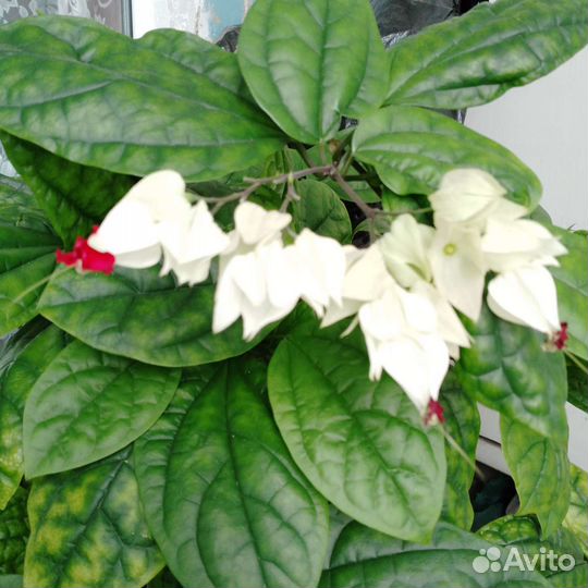 Комнатные цветы клеродендрум Томпсона