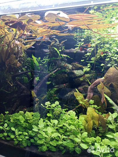 Нимфея карликовая, сантирем