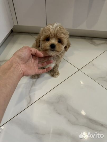 Мальтипу f1 mini мальчик