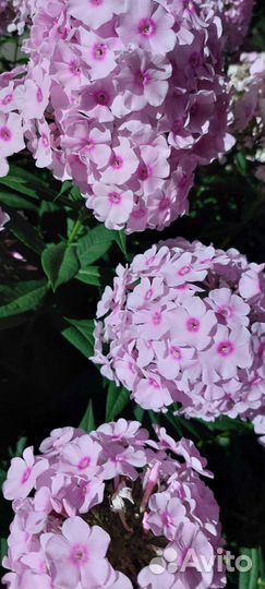 Флоксы многолетние