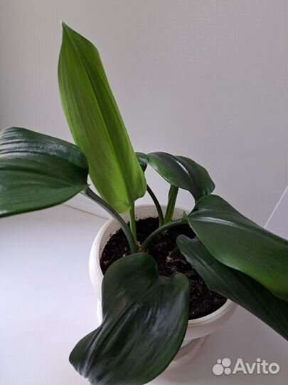 Эухарис(Амазонская лилия)