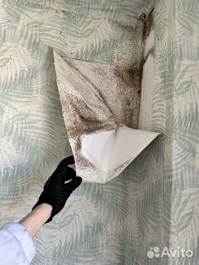 Уничтожение клопов, травля тараканов дезинсекция